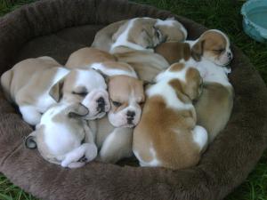 Stunninglitterofenglishbulldogpuppies